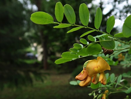 mechúrnik stromovitý (Colutea arborescens)