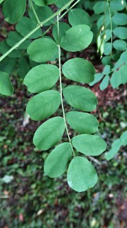 mechúrnik stromovitý (Colutea arborescens) - vrchná strana