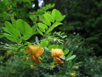 mechúrnik stromovitý (Colutea arborescens)