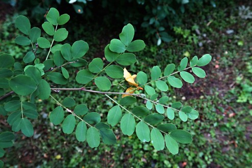 mechúrnik stromovitý (Colutea arborescens) - vetvička s listami