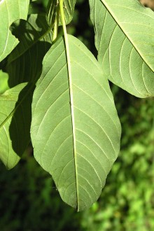 krušina jelšová (Frangula alnus)