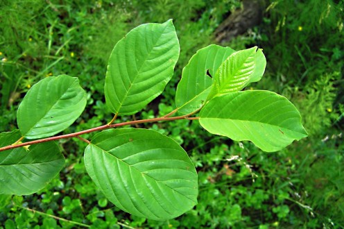 krušina jelšová (Frangula alnus) - vetvička s listami