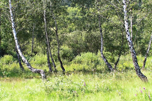 krušina jelšová - prostredie výskytu na Rojkovskom rašelinisku