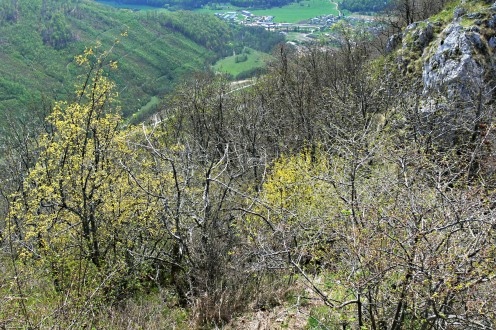 drieň obyčajný - teplá mukyňová dúbrava s výskytom drieňa pod hradným bralom hradu Muráň