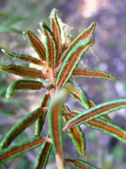 rojovník močiarny (Ledum palustre) - spodné strana