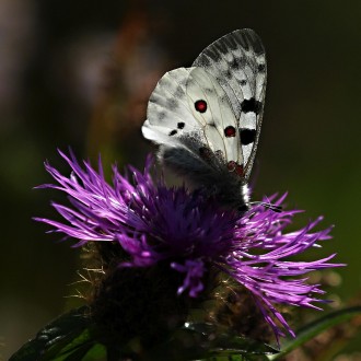 Parnassius apollo