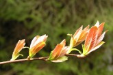 vŕba sliezka - vetvička s mladými listami