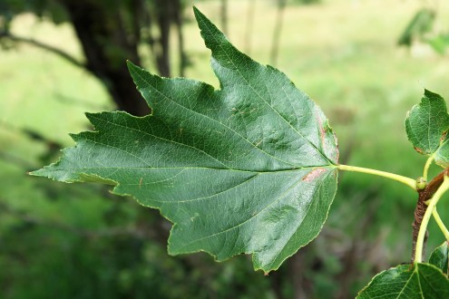 jarabina brekyňová (Zádielska planina)