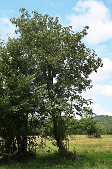 jarabina brekyňová (Zádielska planina)