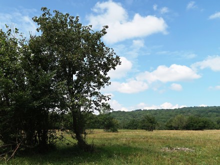 jarabina brekyňová v prostredí Zádielskej planiny