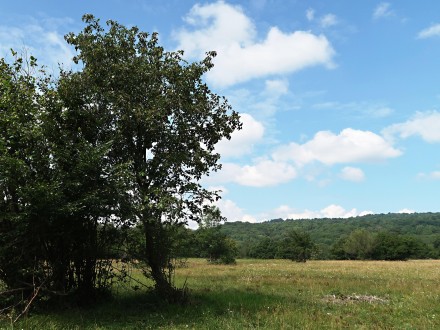 jarabina brekyňová v prostredí Zádielskej planiny