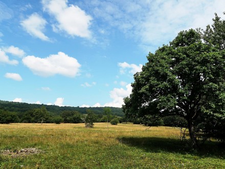 dub mnohoplodý - Zádielska planina