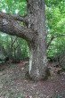 dub mnohoplodý - borka