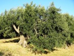 oliva európska (Chorvátsko - Kučište)