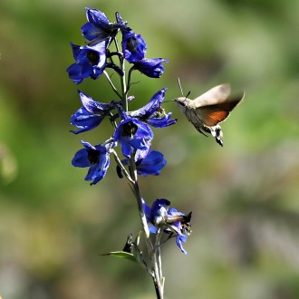 slovenský kolibrík