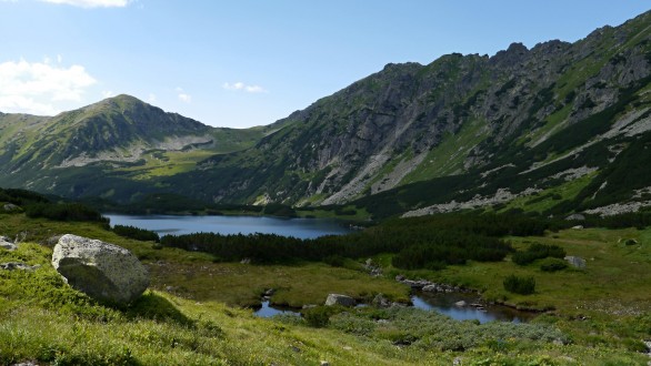 vŕba švajčiarska (Temnosmrečinské pleso)