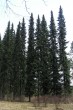 smrek omorikový (Arborétum Liptovský Hrádok)