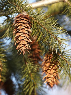 duglaska tisolistá - zelená (Pseudotsuga menziesii subsp. viridis)