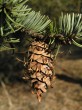 duglaska tisolistá - sivá (Pseudotsuga menziesii, subsp. glauca)