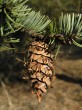 duglaska tisolistá - sivá (Pseudotsuga menziesii, subsp. glauca)