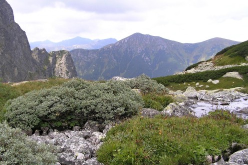 vŕba švajčiarska (Vysoké Tatry, 8/2007)