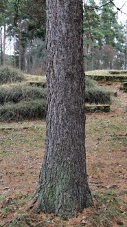 smrekovec japonský - borka