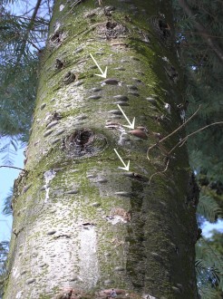 jedľa obrovská - živicové mechúriky na kmeni