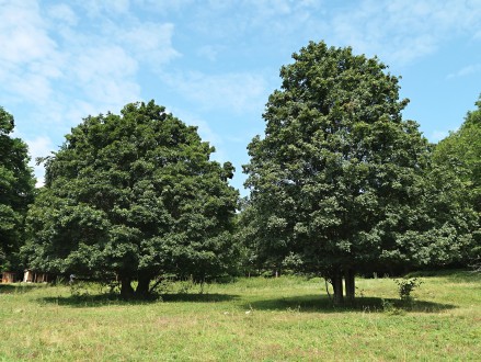 javor poľný - ako krajinotvorný prvok (Zádielska planina 8/2020)