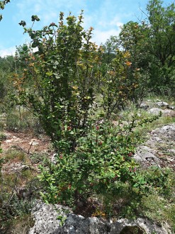 dráč obyčajný - Zádielska planina (8/2020)