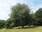 čerešňa vtáčia - Zádielska planina (8/2020)