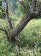 čerešňa mahalebková - borka