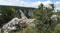 čerešňa mahalebková - ako krajinotvorný prvok (Zádielska tiesňava 8/2020)