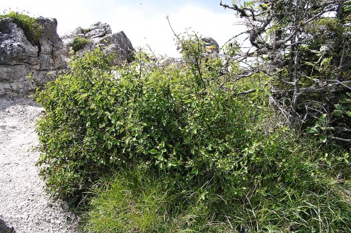 muchovník vajcovitý - Malá fatra, Sedlo Ostrej (7/2013)