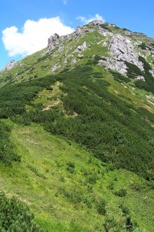 vŕba alpínska - subalpínske pásmo na vápencoch - miesto výskytu vŕby alpínskej