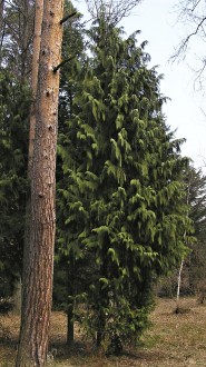 cypruštek nutkanský - Hrádocké arborétum (4/2009)