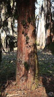 cypruštek nutkanský - borka