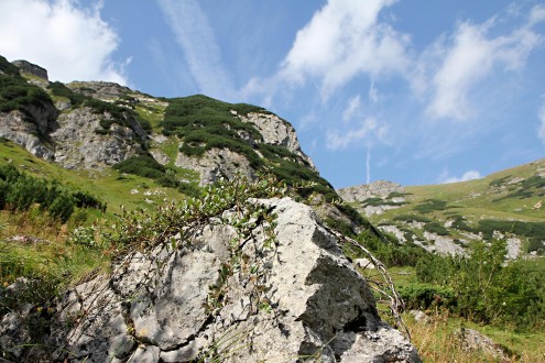 vŕba alpínska v subalpínskom pásme na vápencovom podklade (Západné Tatry - Červené vrchy)