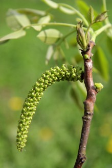 orech kráľovský - samčie kvety