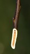 orech kráľovský - stržeň s blanitými priehradkami