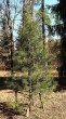 dáždnikovec praslenovitý - Arborétum v Liptovskom Hrádku (4/2020)
