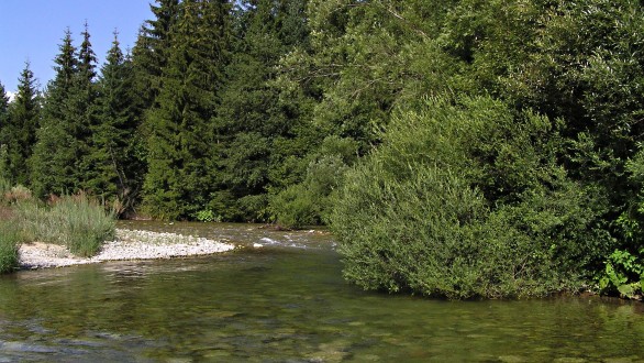 myrikovka nemecká - na štrkových naplaveninách rieky Belá