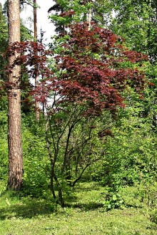 javor dlaňolistý - Hrádocké arborétum (6/2006)