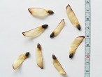 borovica halepská - semeno