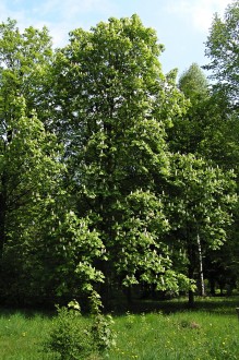 pagaštan konský - Hrádocké arborétum (5/2009)