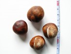 pagaštan pleťový - semená (gaštany)