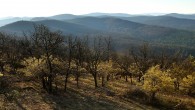 drieň obyčajný - drieňová dúbrava (Corneto‑Quercetum) - Chotenovec, Tribeč (foto: Ina 4/2021)