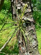 borovica tuhá -  adventívne výhonky s husto zoskupenými ihlicami