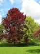 buk lesný - červenolistá (naľavo) a strihanolistá (napravo) forma (Arborétum Liptovský Hrádok, 5/2021)