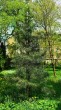dáždnikovec praslenovitý - Arborétum v Liptovskom Hrádku (5/2021)