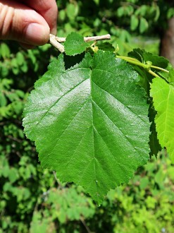 lieska turecká (Corylus colurna) - vrchná strana